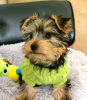 Photo №3. Caniche chiot Yorkies et relocalisation. USA