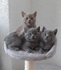 Photo №1. british shorthair - à vendre en ville de Zürich | Gratuit | Annonce № 126130