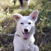 Photos supplémentaires: La chienne blanche Gerda recherche une famille aimante.