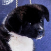 Photos supplémentaires: Chiots Akita américains