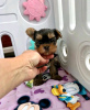 Photo №2 de l'annonce № 117308 de la vente yorkshire terrier - acheter à La finlande annonce privée, éleveur