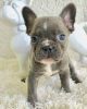 Photo №1. bouledogue - à vendre en ville de Siegen | Gratuit | Annonce №118208