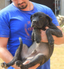 Photo №2 de l'annonce № 116666 de la vente cane corso - acheter à Serbie 