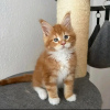 Photo №4. Je vais vendre maine coon en ville de Queen Creek. annonce privée - prix - 400€