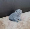 Photo №1. scottish fold - à vendre en ville de North Charleston | 189€ | Annonce № 83553