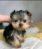 Photo №1. yorkshire terrier - à vendre en ville de Helsinki | 5€ | Annonce №77696