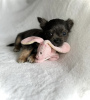Photo №2 de l'annonce № 98465 de la vente chihuahua - acheter à Allemagne annonce privée, de la fourrière, de l'abri, éleveur