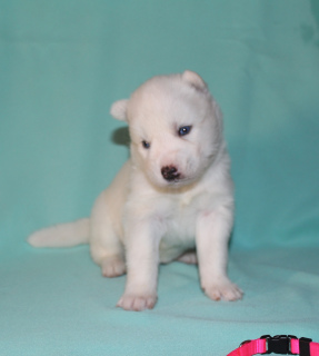 Photo №1. husky de sibérie - à vendre en ville de Cheboksary | 290€ | Annonce №4397