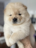 Photo №1. chow-chow - à vendre en ville de Франкфурт-на-Майне | 420€ | Annonce №90335