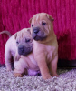 Photos supplémentaires: Bébés Shar Pei