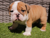 Photo №1. bulldog anglais - à vendre en ville de Fredrikstad | Gratuit | Annonce №71542