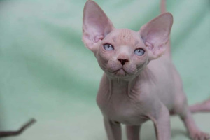 Photo №1. sphynx - à vendre en ville de Lipetsk | 1€ | Annonce № 4042