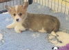 Photo №4. Je vais vendre welsh corgi en ville de Афины.  - prix - 250€