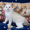 Photo №1. ragdoll - à vendre en ville de Prague | négocié | Annonce № 106485