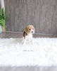 Photo №1. beagle - à vendre en ville de Берлингероде | 600€ | Annonce №99571