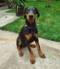 Photo №1. dobermann - à vendre en ville de Belgrade | 350€ | Annonce №116340