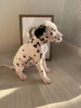 Photo №2 de l'annonce № 26434 de la vente dalmatien - acheter à Italie de la fourrière