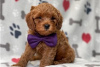 Photo №3. Beaux chiots Cavapoo Pour adoption gratuite. Allemagne