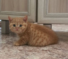 Photo №1. british shorthair - à vendre en ville de New york | 237€ | Annonce № 89605