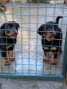 Photo №4. Je vais vendre rottweiler en ville de Belgrade.  - prix - négocié