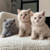 Photo №1. british shorthair - à vendre en ville de Helsinki | Gratuit | Annonce № 79783