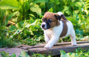 Photo №3. Jack Russell Terrier Chiots. Fédération de Russie