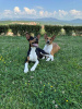 Photo №3. TOP Chiens Basenji. Serbie