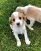 Photo №3. Adorables chiots Cavalier King Charles en adoption gratuite. Allemagne