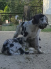Photo №1. dogue allemand - à vendre en ville de Ломжа | négocié | Annonce №24786