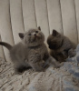 Photo №1. british shorthair - à vendre en ville de Paris | Gratuit | Annonce № 81226