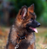 Photo №3. Magnifiques chiots berger allemand dsh.. Allemagne