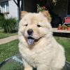 Photo №3. Mâles Chow Chow. Serbie