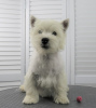 Photo №4. Je vais vendre west highland white terrier en ville de Moscou. annonce privée, de la fourrière, éleveur - prix - 616€