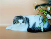 Photo №1. exotic shorthair - à vendre en ville de Nizhny Novgorod | négocié | Annonce № 66015