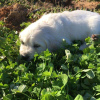 Photo №3. chiots golden retriever à vendre. Irlande