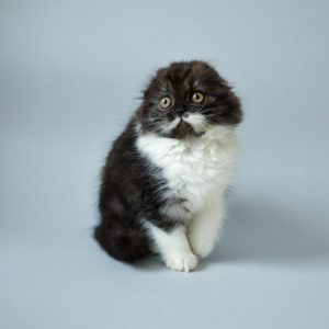 Photos supplémentaires: Scottish Longhair Fold Kitty
