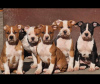 Photos supplémentaires: American Staffordshire Terrier