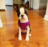 Photo №3. De magnifiques chiots Boston Terrier disponibles maintenant pour des foyers. USA