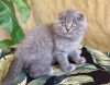 Photo №1. scottish fold - à vendre en ville de Göd | Gratuit | Annonce № 99034