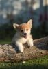 Photos supplémentaires: Chiots Welsh Corgi Pembroke