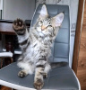 Photo №4. Je vais vendre maine coon en ville de Richmond. annonce privée - prix - 379€