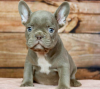 Photo №1. bouledogue - à vendre en ville de Stockholm | négocié | Annonce №113181