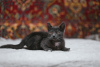 Photo №3. Le chaton fumé Funtik cherche un foyer !. Biélorussie