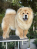 Photo №2 de l'annonce № 117441 de la vente chow-chow - acheter à Serbie éleveur