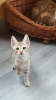 Photos supplémentaires: Beaux chatons Savannah avec pedigree à vendre
