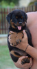 Photo №3. rottweiler. Serbie