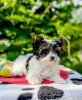 Photo №1. biewer yorkshire terrier - à vendre en ville de Bobruisk | négocié | Annonce №107223