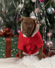 Photo №1. american pit bull terrier - à vendre en ville de Saint-Pétersbourg | 531€ | Annonce №33371