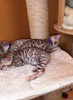 Photo №3. De jolis chatons Bengal Cats disponibles à la vente maintenant. Allemagne