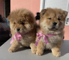 Photos supplémentaires: Chiots Chow-Chow